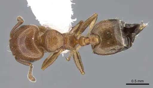 Crematogaster rochai specimen CASENT0914641 image casent0914641_1