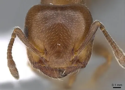 Crematogaster rochai specimen CASENT0914641 image casent0914641_2
