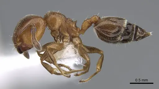 Crematogaster rochai specimen CASENT0914641 image casent0914641_3