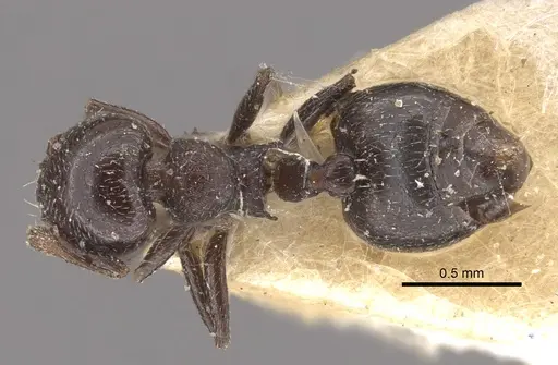 Crematogaster rochai specimen CASENT0917798 image casent0917798_1