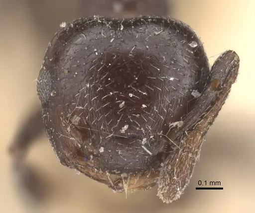 Crematogaster rochai specimen CASENT0917798 image casent0917798_2