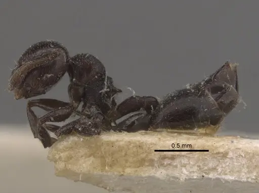 Crematogaster rochai specimen CASENT0917798 image casent0917798_4