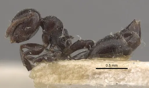 Crematogaster rochai specimen CASENT0917798 image casent0917798_5