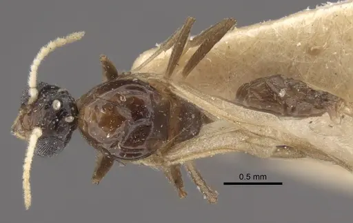 Crematogaster rochai specimen CASENT0917799 image casent0917799_1