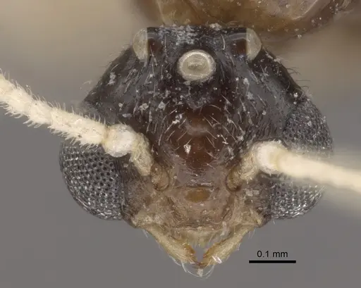 Crematogaster rochai specimen CASENT0917799 image casent0917799_2