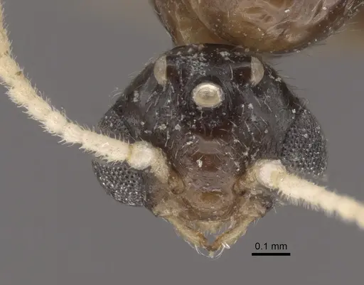 Crematogaster rochai specimen CASENT0917799 image casent0917799_3