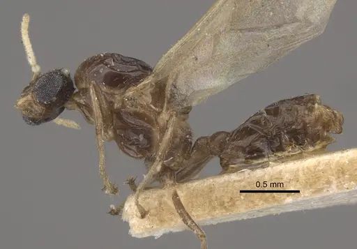 Crematogaster rochai specimen CASENT0917799 image casent0917799_4