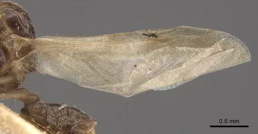 Crematogaster rochai specimen CASENT0917799 image casent0917799_5