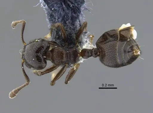Crematogaster rochai specimen CBUMAGENT41934 image cbumagent41934_1