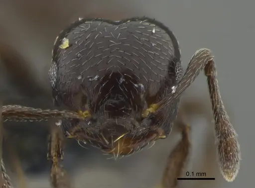 Crematogaster rochai specimen CBUMAGENT41934 image cbumagent41934_2