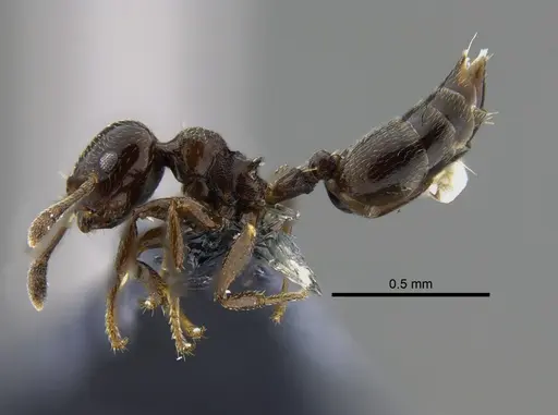 Crematogaster rochai specimen CBUMAGENT41934 image cbumagent41934_3