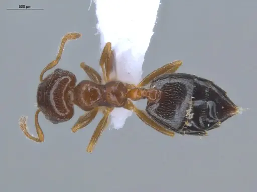 Crematogaster rochai specimen ECOFOG-BOUM-0247-01 image ecofog-boum-0247-01_1