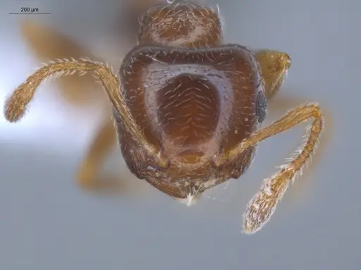 Crematogaster rochai specimen ECOFOG-BOUM-0247-01 image ecofog-boum-0247-01_2