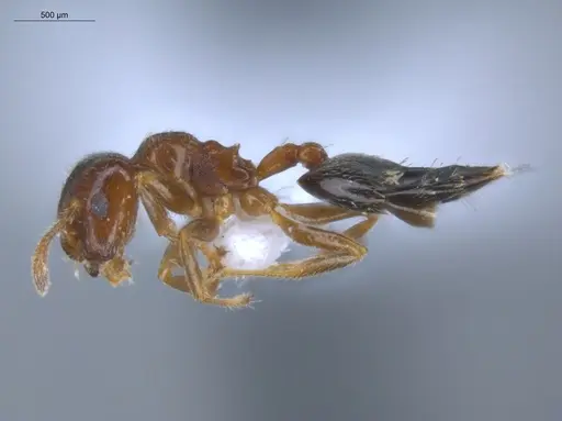 Crematogaster rochai specimen ECOFOG-BOUM-0247-01 image ecofog-boum-0247-01_3