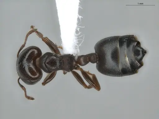 Crematogaster rochai specimen ECOFOG-BUG-0172-03 image ecofog-bug-0172-03_1