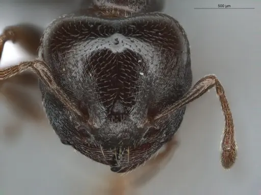 Crematogaster rochai specimen ECOFOG-BUG-0172-03 image ecofog-bug-0172-03_2