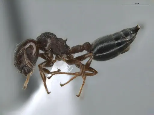 Crematogaster rochai specimen ECOFOG-BUG-0172-03 image ecofog-bug-0172-03_3