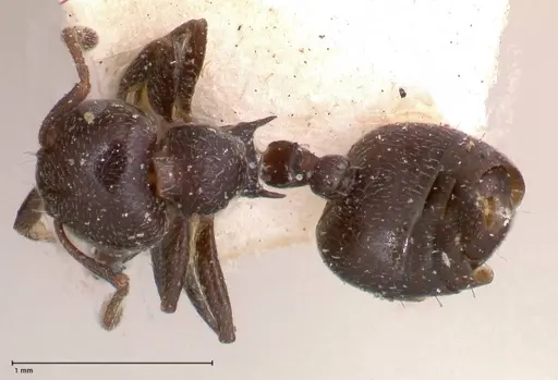 Crematogaster rochai specimen FOCOL0657 image focol0657_1