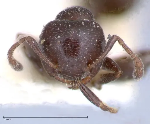 Crematogaster rochai specimen FOCOL0657 image focol0657_2