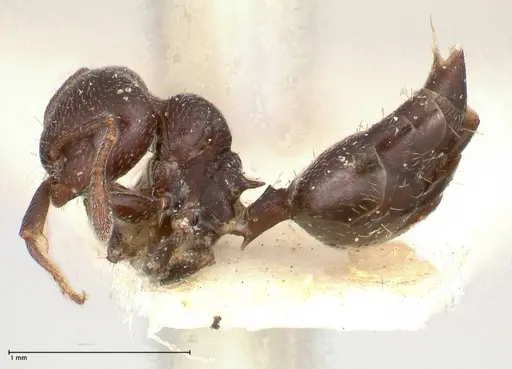 Crematogaster rochai specimen FOCOL0657 image focol0657_3