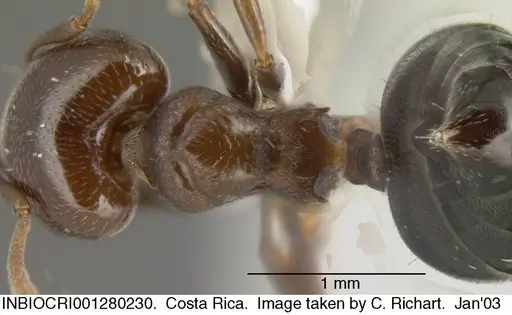Crematogaster rochai specimen INBIOCRI001280230 image inbiocri001280230_1