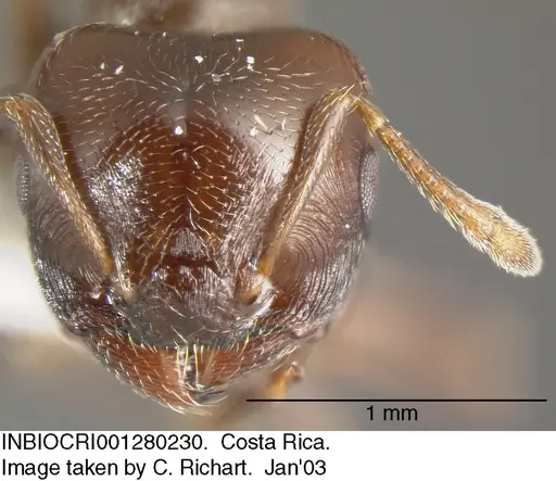 Crematogaster rochai specimen INBIOCRI001280230 image inbiocri001280230_2