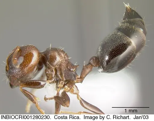 Crematogaster rochai specimen INBIOCRI001280230 image inbiocri001280230_3