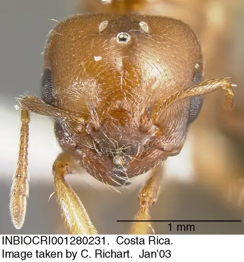 Crematogaster rochai specimen INBIOCRI001280231 image inbiocri001280231_1