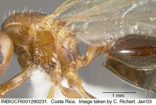 Crematogaster rochai specimen INBIOCRI001280231 image inbiocri001280231_2