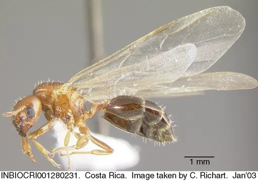 Crematogaster rochai specimen INBIOCRI001280231 image inbiocri001280231_3