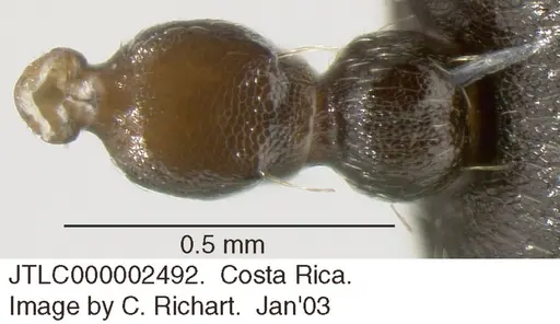 Crematogaster rochai specimen JTLC000002492 image jtlc000002492_1