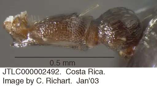 Crematogaster rochai specimen JTLC000002492 image jtlc000002492_2