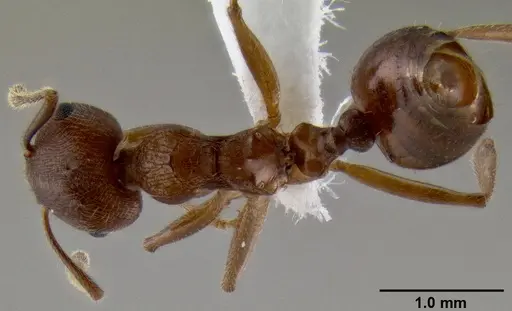 Crematogaster rogenhoferi specimen CASENT0193596 image casent0193596_1