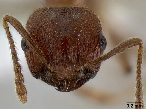 Crematogaster rogenhoferi specimen CASENT0193596 image casent0193596_2