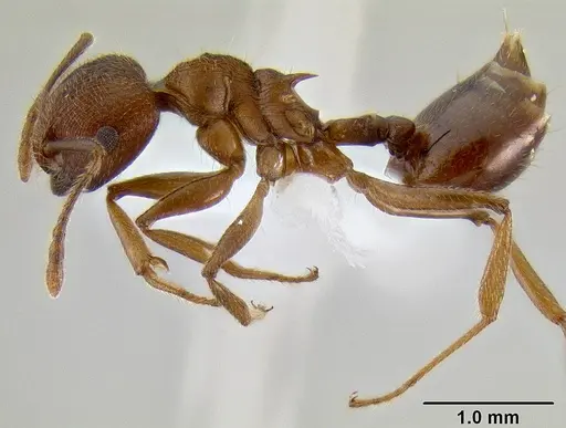 Crematogaster rogenhoferi specimen CASENT0193596 image casent0193596_3
