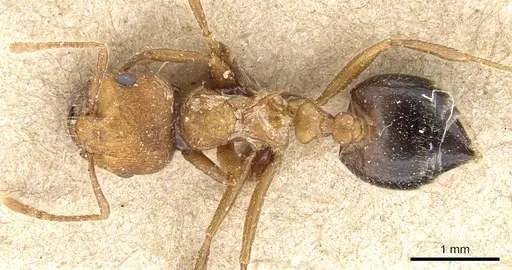 Crematogaster rogenhoferi specimen CASENT0904526 image casent0904526_1