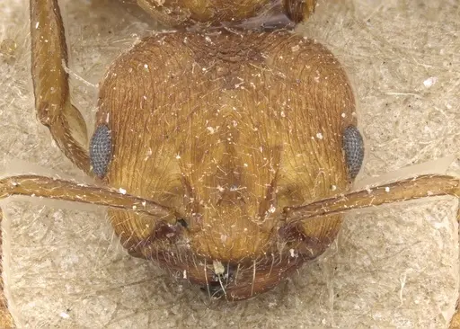 Crematogaster rogenhoferi specimen CASENT0904526 image casent0904526_2
