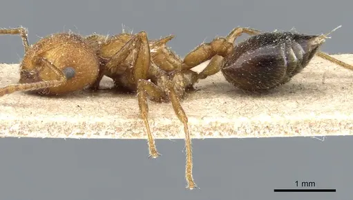 Crematogaster rogenhoferi specimen CASENT0904526 image casent0904526_3