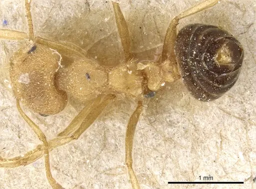 Crematogaster rogenhoferi specimen CASENT0904527 image casent0904527_1