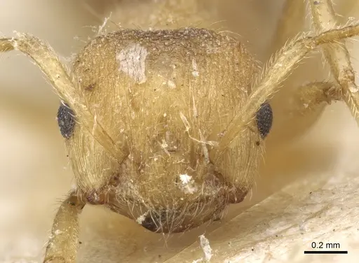 Crematogaster rogenhoferi specimen CASENT0904527 image casent0904527_2