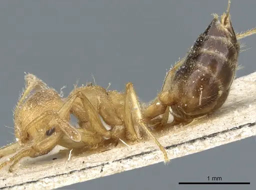Crematogaster rogenhoferi specimen CASENT0904527 image casent0904527_3