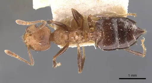 Crematogaster rogenhoferi specimen CASENT0907511 image casent0907511_1