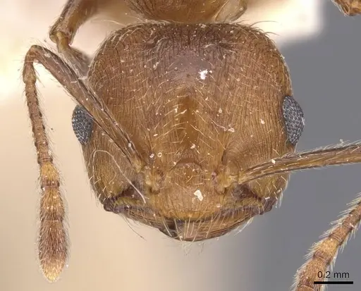 Crematogaster rogenhoferi specimen CASENT0907511 image casent0907511_2