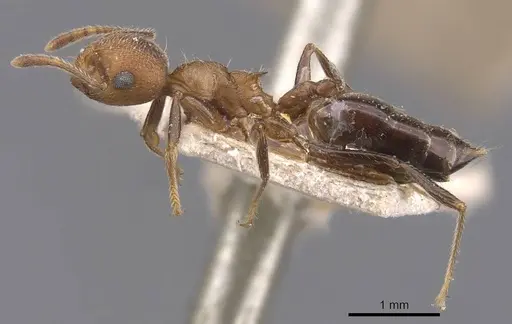 Crematogaster rogenhoferi specimen CASENT0907511 image casent0907511_3