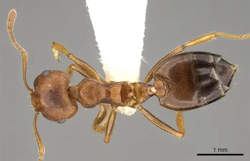 Crematogaster rogenhoferi specimen CASENT0914078 image casent0914078_1