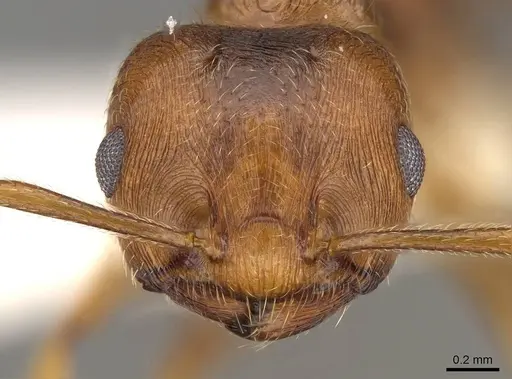 Crematogaster rogenhoferi specimen CASENT0914078 image casent0914078_2