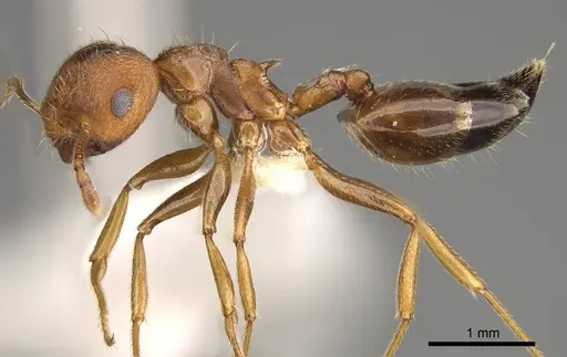 Crematogaster rogenhoferi specimen CASENT0914078 image casent0914078_3