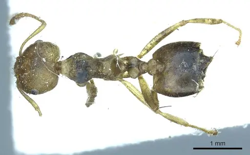 Crematogaster rogenhoferi specimen CASENT0919686 image casent0919686_1