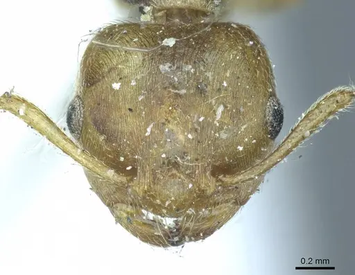 Crematogaster rogenhoferi specimen CASENT0919686 image casent0919686_2