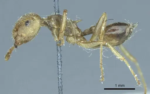 Crematogaster rogenhoferi specimen CASENT0919686 image casent0919686_3